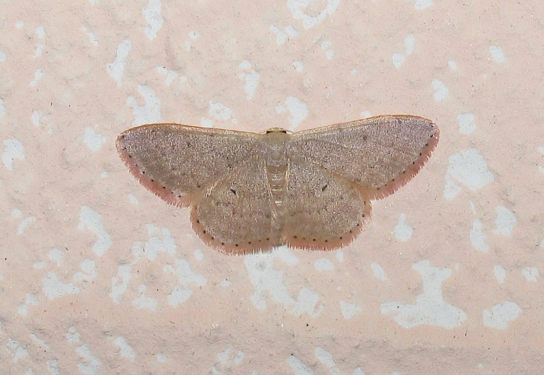 Idaea ? - cf. predotaria / distinctaria